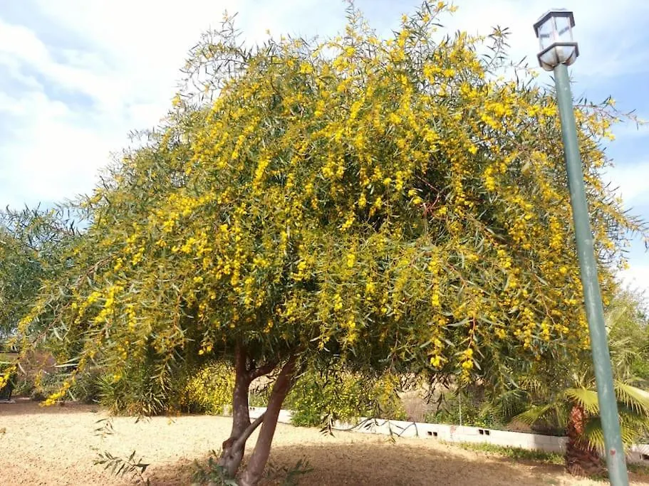 מאלגה Andalusian Farmhouse With Barbecue, Pool And Wifi